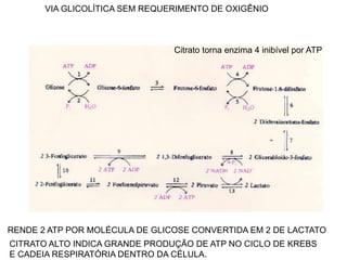 VIA GLICOLÍTICA SEM REQUERIMENTO DE OXIGÊNIO
RENDE 2 ATP POR MOLÉCULA DE GLICOSE CONVERTIDA EM 2 DE LACTATO
Citrato torna enzima 4 inibível por ATP
CITRATO ALTO INDICA GRANDE PRODUÇÃO DE ATP NO CICLO DE KREBS
E CADEIA RESPIRATÓRIA DENTRO DA CÉLULA.
 