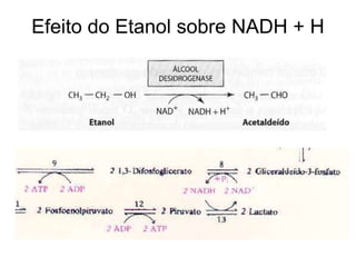 Efeito do Etanol sobre NADH + H
 