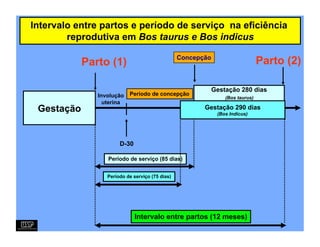 Intervalo entre partos e período de serviço na eficiência
        reprodutiva em Bos taurus e Bos indicus

                                                 Concepção
            Parto (1)                                                           Parto (2)

                                                             Gestação 280 dias
               Involução   Período de concepção
                                                                 (Bos taurus)
                 uterina
 Gestação                                               Gestação 290 dias
                                                              (Bos Indicus)




                       D-30

                  Período de serviço (85 dias)


                  Período de serviço (75 dias)




                              Intervalo entre partos (12 meses)
 