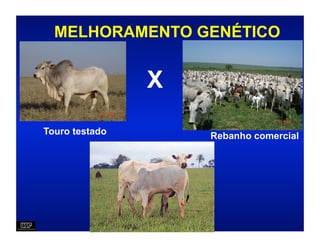 MELHORAMENTO GENÉTICO


                X
Touro testado       Rebanho comercial
 