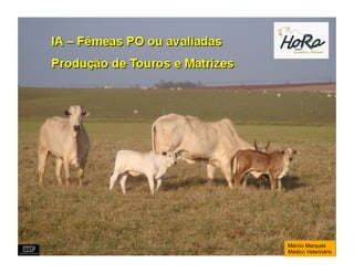 Márcio Marques
Médico Veterinário
 