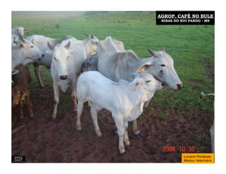 AGROP. CAFÉ NO BULE
 RIBAS DO RIO PARDO - MS




           Luciano Penteado
           Médico Veterinário
 