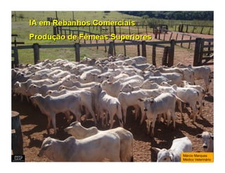 Márcio Marques
Médico Veterinário
 