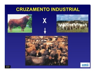 CRUZAMENTO INDUSTRIAL
 