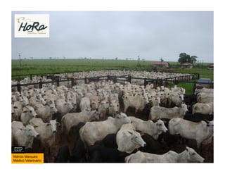 Márcio Marques
Médico Veterinário
 