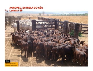 Márcio Marques
Médico Veterinário
 