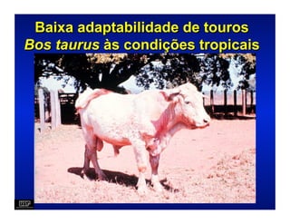 Baixa adaptabilidade de touros
Bos taurus às condições tropicais
 