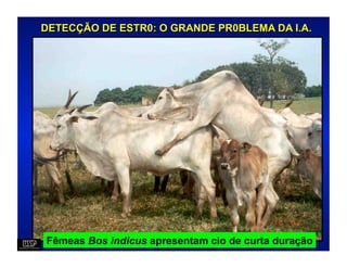 DETECÇÃO DE ESTR0: O GRANDE PR0BLEMA DA I.A.




Fêmeas Bos indicus apresentam cio de curta duração
 