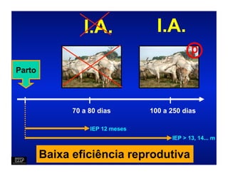 I.A.               I.A.
                                        ⓟ
Parto




              70 a 80 dias        100 a 250 dias

                   IEP 12 meses
                                        IEP > 13, 14... m


        Baixa eficiência reprodutiva
 