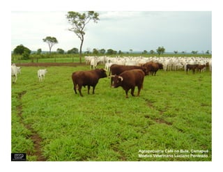 Agropecuária Café no Bule, Camapuã
Medico Veterinário Luciano Penteado
 