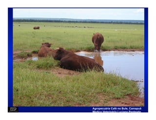 Agropecuária Café no Bule, Camapuã
Medico Veterinário Luciano Penteado
 