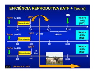 EFICIÊNCIA REPRODUTIVA (IATF + Touro)
                                                        US
Parto (n=243)           IATF                                   Nelore
                                                                3,0%
           Sincronização                                       (1/33)

        D40              D50            D71             D106

                         IATF 21 dias                          Nelore
Parto (n=469)                                 35 dias           4,0%
           Sincronização
                                                               (1/25)

        D40                D50          D71             D106
                        IATF                                   Nelore
Parto (n=268)                                                   5,0%
                                  10
            Sincronização        dias
                                                               (1/20)

        D40                D50          D71             D106


     (Marques et al., 2007)
 