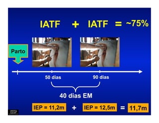 IATF        +    IATF          =   ~75%


Parto



            50 dias            90 dias


                  40 dias EM
        IEP = 11,2m   +   IEP = 12,5m    = 11,7m
 