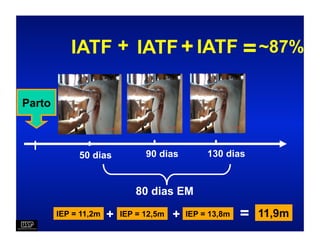 IATF + IATF + IATF = ~87%

Parto



             50 dias            90 dias          130 dias


                             80 dias EM
        IEP = 11,2m   +   IEP = 12,5m   +   IEP = 13,8m   =   11,9m
 