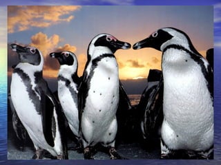 06 pingüins aina i halima