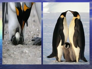 06 pingüins aina i halima