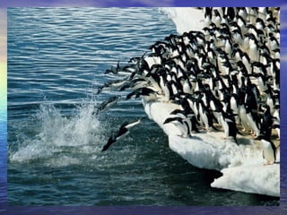 06 pingüins aina i halima