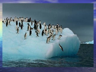 06 pingüins aina i halima