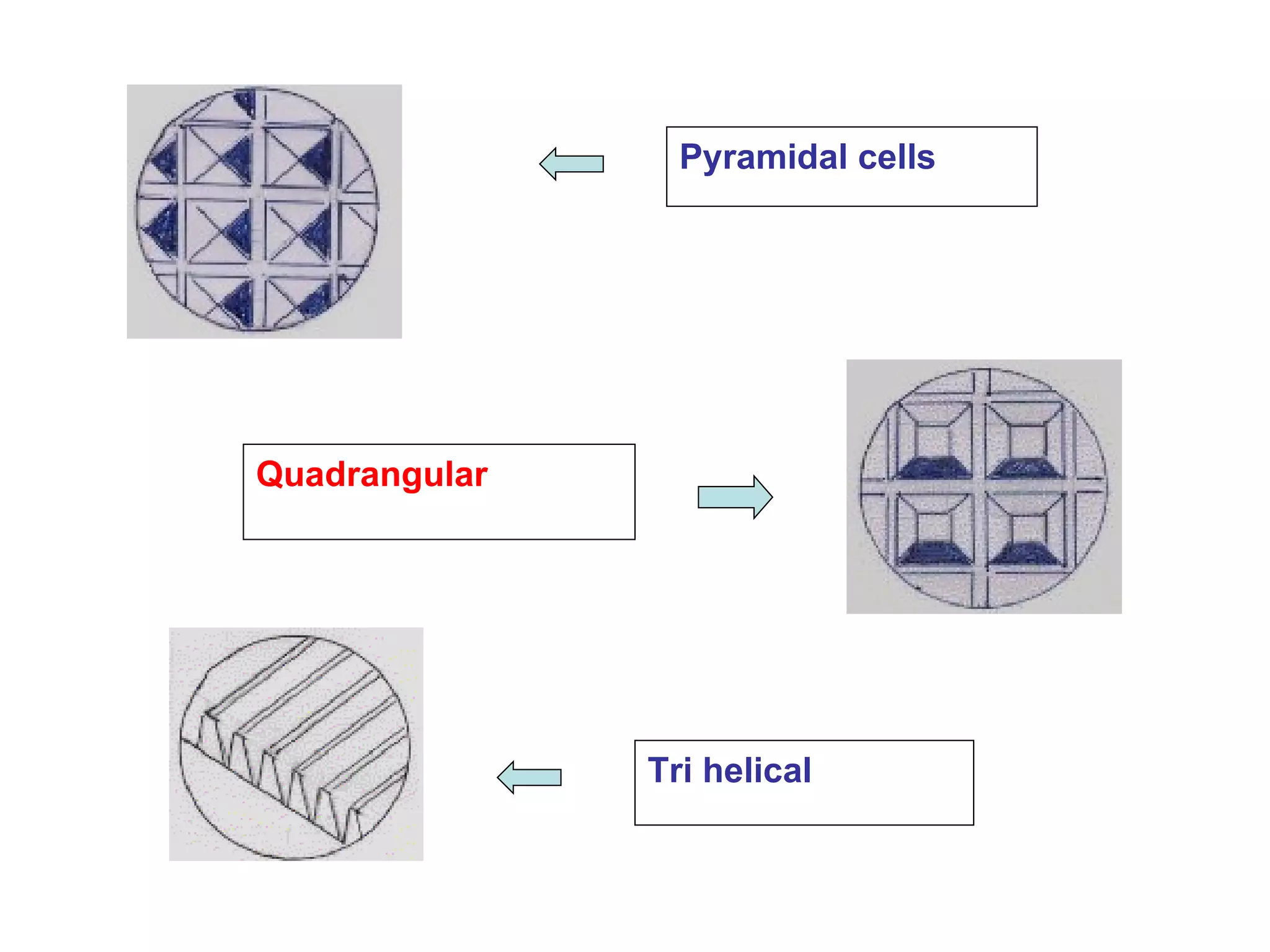 Pyramidal cells Quadrangular Tri helical 