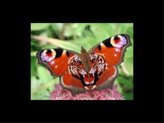 Retrouvez les meilleurs diaporamas PPS d’humour et de divertissement sur  http://www.diaporamas-a-la-con.com 