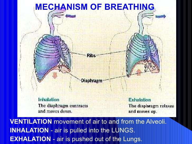 06 Respiratory System.ppt