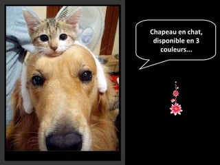 Chapeau en chat,
disponible en 3
couleurs...
 