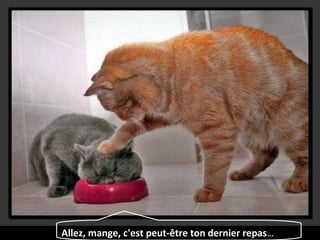 Allez, mange, c'est peut-être ton dernier repas...
 