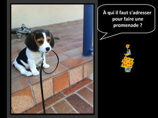 À qui il faut s'adresser
pour faire une
promenade ?
 