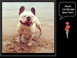 Ouais,
j'ai fait pipi
dans l'eau !
 