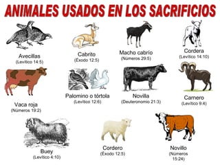ANIMALES USADOS EN LOS SACRIFICIOS Avecillas (Levítico 14:5) Cabrito (Éxodo 12:5) Macho cabrío (Números 29:5) Cordera (Levítico 14:10) Vaca roja (Números 19:2) Palomino o tórtola (Levítico 12:6) Novilla (Deuteronomio 21:3) Carnero (Levítico 9:4) Novillo (Números 15:24) Cordero (Éxodo 12:5) Buey (Levítico 4:10) 