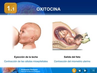 1.1                             OXITOCINA




         Eyección de la leche                        Salida del feto
Contracción de las células mioepiteliales   Contracción del miometrio uterino


               Anatomía Humana
               Manuel Arrelucea Delgado                                         11
 
