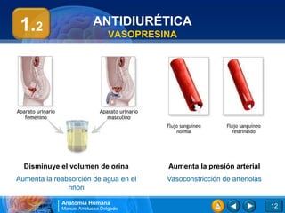1.2                      ANTIDIURÉTICA
                                VASOPRESINA




  Disminuye el volumen de orina          Aumenta la presión arterial
Aumenta la reabsorción de agua en el     Vasoconstricción de arteriolas
               riñón

             Anatomía Humana
             Manuel Arrelucea Delgado                                     12
 