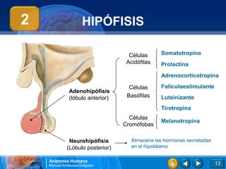 2                    HIPÓFISIS

                                    Células     Somatotropina
                                   Acidófilas   Prolactina
                                                Adrenocorticotropina

                                    Células     Folículoestimulante
              Adenohipófisis
              (lóbulo anterior)    Basófilas    Luteinizante
                                                Tirotropina
                                    Células
                                                Melanotropina
                                  Cromófobas

              Neurohipófisis         Almacena las hormonas secretadas
             (Lóbulo posterior)      en el hipotálamo

    Anatomía Humana
    Manuel Arrelucea Delgado                                            13
 