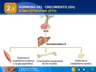 2.1    HORMONA DEL CRECIMIENTO (GH)
       SOMATOTROPINA (STH)




                                    STH




                                     Somatomedina C




        Estimula el
  anabolismo proteíco        Crecimiento longitudinal       Estimula el
   y la glucogenólisis.          de los huesos.         catabolismo lipídico.

         Anatomía Humana
         Manuel Arrelucea Delgado                                           14
 