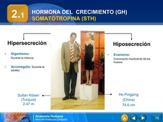 2.1              HORMONA DEL CRECIMIENTO (GH)
                      SOMATOTROPINA (STH)

                                                ANOMALÍAS

    Hipersecreción                                                       Hiposecreción
•    Gigantismo:                                                     •   Enanismo:
     Durante la infancia                                                 Crecimiento insuficiente de los
                                                                         huesos
•    Acromegalia: Durante la
     adultez




          Sultan Kösen                                                       He Pingping
            (Turquía)                                                          (China)
             2.47 m                                                           74.6 cm
                                            GUINNESS WORLD RECORDS


                           Anatomía Humana
                           Manuel Arrelucea Delgado                                                        15
 