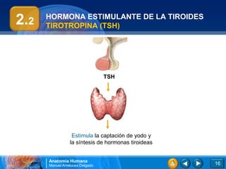 2.2   HORMONA ESTIMULANTE DE LA TIROIDES
      TIROTROPINA (TSH)




                                 TSH




                  Estimula la captación de yodo y
                 la síntesis de hormonas tiroideas


      Anatomía Humana
      Manuel Arrelucea Delgado                       16
 