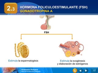 2.3       HORMONA FOLICULOESTIMULANTE (FSH)
          GONADOTROPINA A




                                      FSH




Estimula la espermatogésis                     Estimula la ovogénesis
                                            y elaboración de estrógenos

           Anatomía Humana
           Manuel Arrelucea Delgado                                       17
 