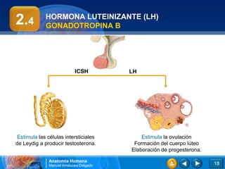 2.4          HORMONA LUTEINIZANTE (LH)
             GONADOTROPINA B




                            ICSH         LH




 Estimula las células intersticiales         Estimula la ovulación
de Leydig a producir testosterona.        Formación del cuerpo lúteo
                                         Elaboración de progesterona.

              Anatomía Humana
              Manuel Arrelucea Delgado                                  18
 