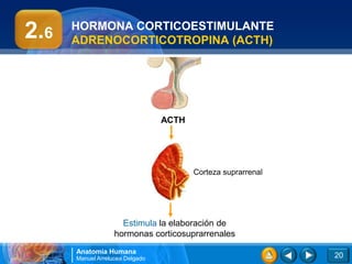 2.6   HORMONA CORTICOESTIMULANTE
      ADRENOCORTICOTROPINA (ACTH)




                                 ACTH




                                        Corteza suprarrenal




                     Estimula la elaboración de
                   hormonas corticosuprarrenales
      Anatomía Humana
      Manuel Arrelucea Delgado                                20
 