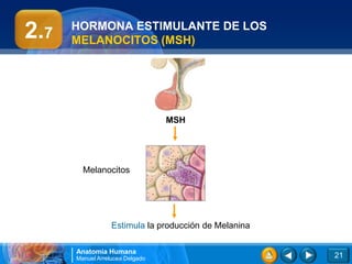 2.7   HORMONA ESTIMULANTE DE LOS
      MELANOCITOS (MSH)




                                 MSH




        Melanocitos




                  Estimula la producción de Melanina

      Anatomía Humana
      Manuel Arrelucea Delgado                         21
 