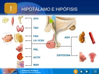 !   HIPOTÁLAMO E HIPÓFISIS
                  STH


                  TSH


                  FSH               ADH
                  LH / ICSH


                  PRL

                               OXITOCINA
                  ACTH


                  MSH

    Anatomía Humana
    Manuel Arrelucea Delgado               22
 