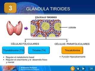 3                   GLÁNDULA TIROIDES
                                    FOLÍCULO TIROIDEO



                                                                coloide




        CÉLULAS FOLICULARES                        CÉLULAS PARAFOLICULARES

Triyodotironina (T3)             Tiroxina (T4)               Tirocalcitonina

 Regulan el metabolismo basal                           Función Hipocalcemiante
 Regulan el crecimiento y el desarrollo físico
  y mental

                  Anatomía Humana
                  Manuel Arrelucea Delgado                                          24
 