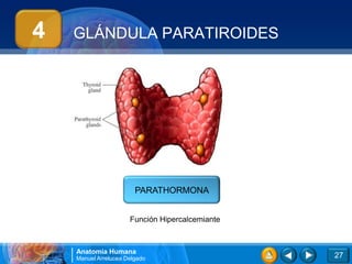 4   GLÁNDULA PARATIROIDES




                        PARATHORMONA


                      Función Hipercalcemiante



    Anatomía Humana
    Manuel Arrelucea Delgado                     27
 