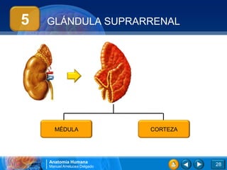5   GLÁNDULA SUPRARRENAL




      MÉDULA                   CORTEZA




    Anatomía Humana
    Manuel Arrelucea Delgado             28
 