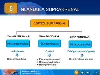 5         GLÁNDULA SUPRARRENAL


                          CORTEZA SUPRARRENAL




ZONA GLOMERULAR                 ZONA FASCICULAR            ZONA RETICULAR


Mineralocorticoides               Glucocorticoides         Gonadocorticoides

   Aldosterona                         Cortisol           Estrógenos y andrógenos


Reabsorción de Na+             Efecto antiinflamatorio    Características sexuales
                               Resistencia al estrés
                               Hiperglicemiante


            Anatomía Humana
            Manuel Arrelucea Delgado                                                  29
 