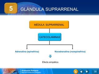 5        GLÁNDULA SUPRARRENAL


                         MÉDULA SUPRARRENAL




                               CATECOLAMINAS




    Adrenalina (epinefrina)                      Noradrenalina (norepinefrina)



                                     Efecto simpático


          Anatomía Humana
          Manuel Arrelucea Delgado                                               30
 