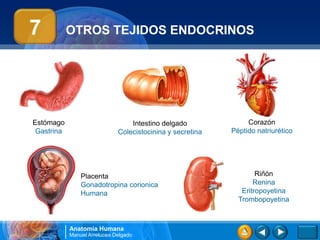 7           OTROS TEJIDOS ENDOCRINOS




Estómago                          Intestino delgado              Corazón
 Gastrina                     Colecistocinina y secretina   Péptido natriurético




                Placenta                                            Riñón
                Gonadotropina corionica                            Renina
                Humana                                         Eritropoyetina
                                                              Trombopoyetina



            Anatomía Humana
            Manuel Arrelucea Delgado
 