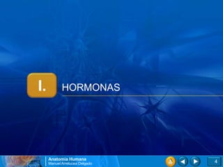 I.          HORMONAS




     Anatomía Humana
     Manuel Arrelucea Delgado   4
 