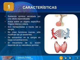1                CARACTERÍSTICAS

•   Sustancia química secretada por
    una célula especializada.
•   Actúa sobre un órgano específico:
    Órgano blanco o diana.
•   Son transportadas a través del a
    sangre.
•   No crean funciones nuevas, sólo
    modifican las ya existentes.
•   Se encuentran en la sangre en
    bajas concentraciones.
•   El mecanismo de su acción
    depende de su naturaleza química




             Anatomía Humana
             Manuel Arrelucea Delgado   5
 