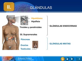 II.                     GLÁNDULAS

                          Hipotálamo
                          Hipófisis

                                       GLÁNDULAS ENDOCRINAS
        Tiroides y paratiroides


         Gl. Suprarrenales

          Páncreas

                                       GLÁNDULAS MIXTAS
          Ovarios
          Testículos



      Anatomía Humana
      Manuel Arrelucea Delgado                                8
 